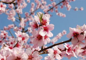 アーモンドの花