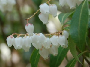 馬酔木（あせび）