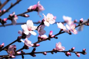 アーモンドの花