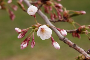 桜の花